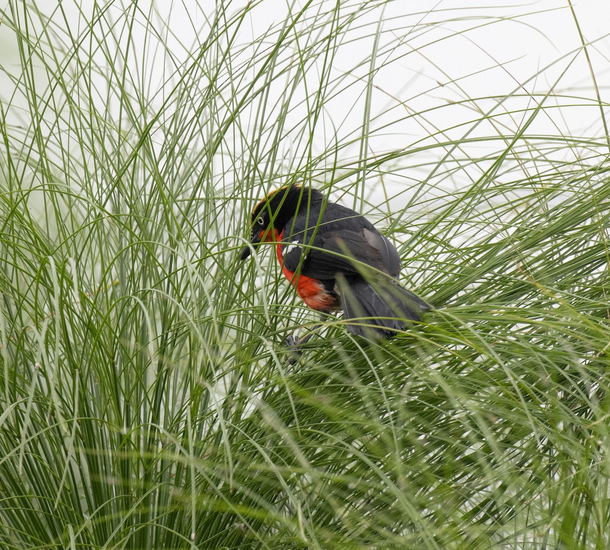 Bubú de Los Papiros - ML645433290