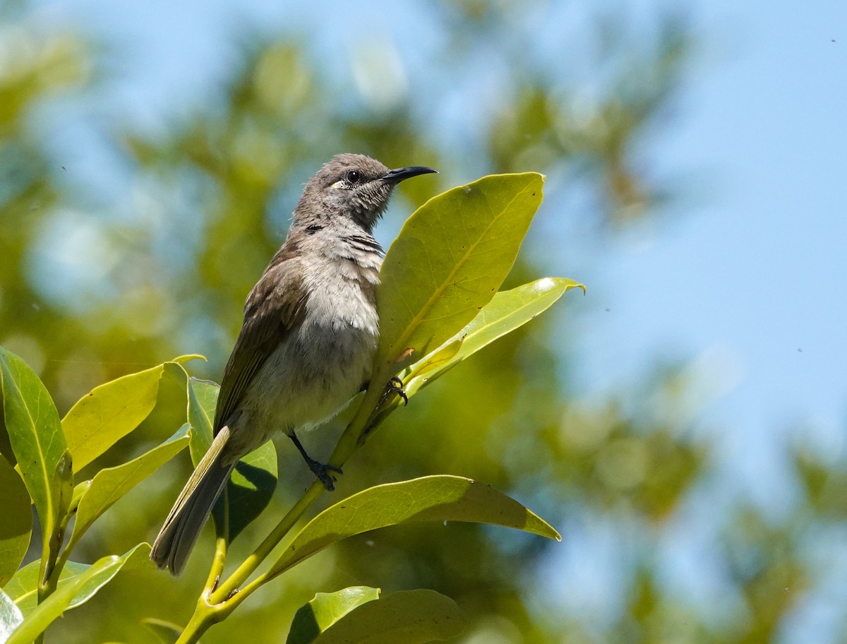 Brown Honeyeater - ML645433291
