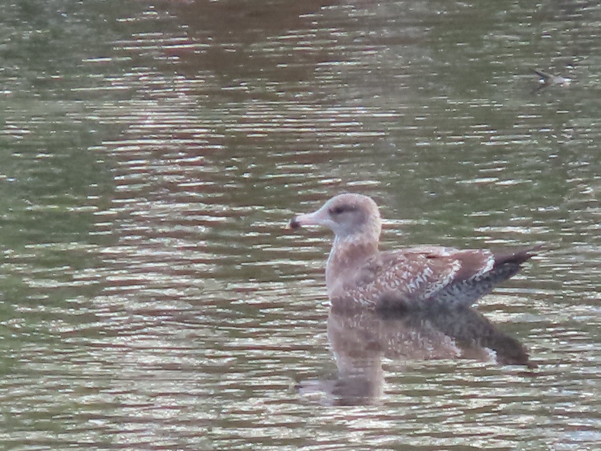 שחף מערבי - ML645433292