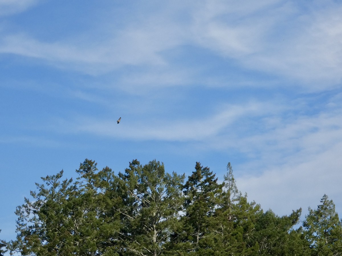Red-tailed Hawk - ML645433293