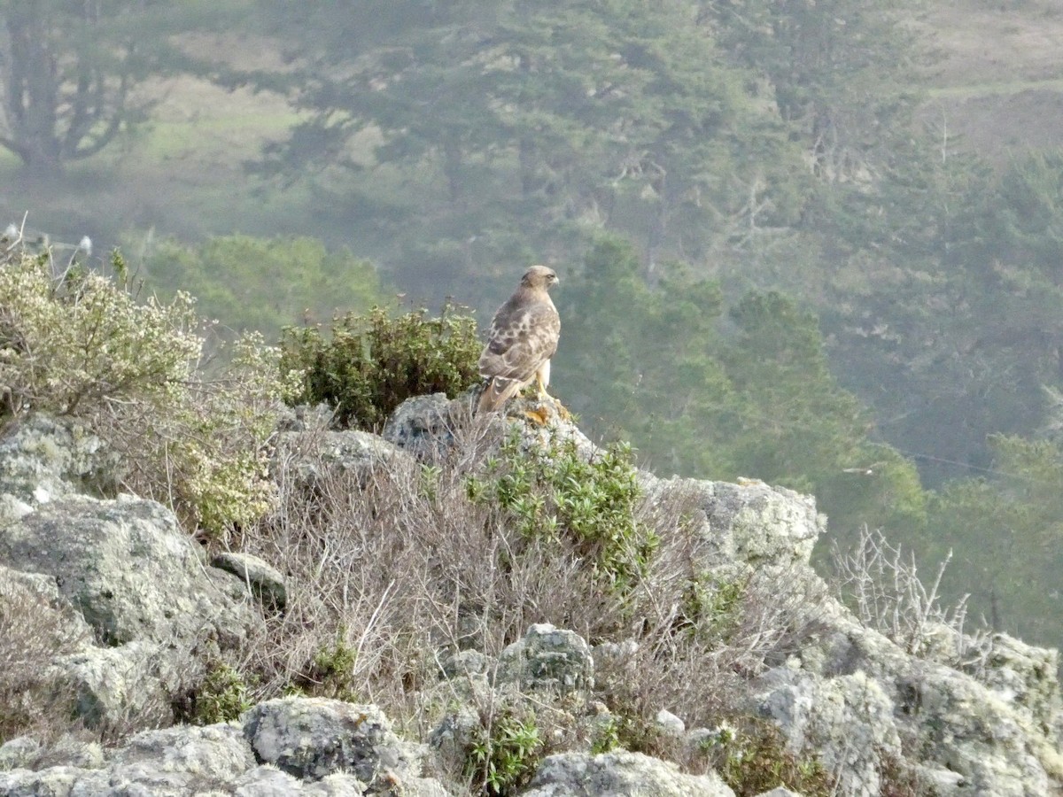 Red-tailed Hawk - ML645433294