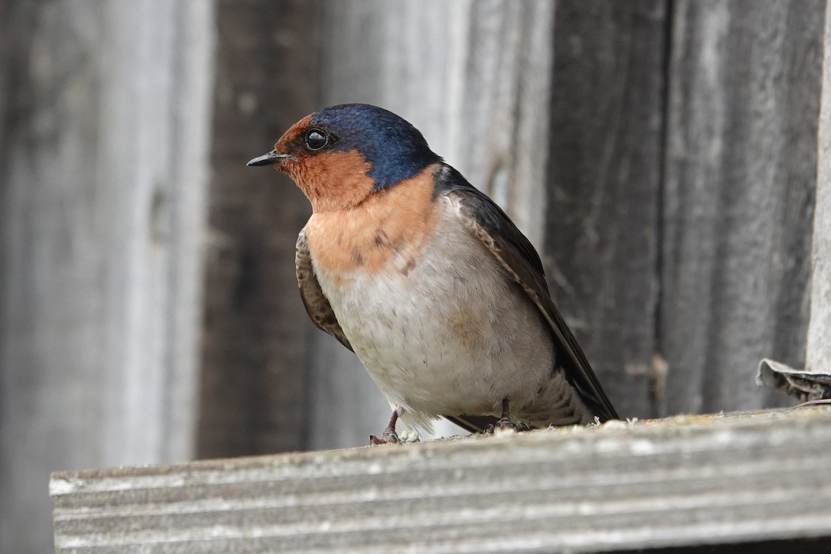 Welcome Swallow - ML645433298