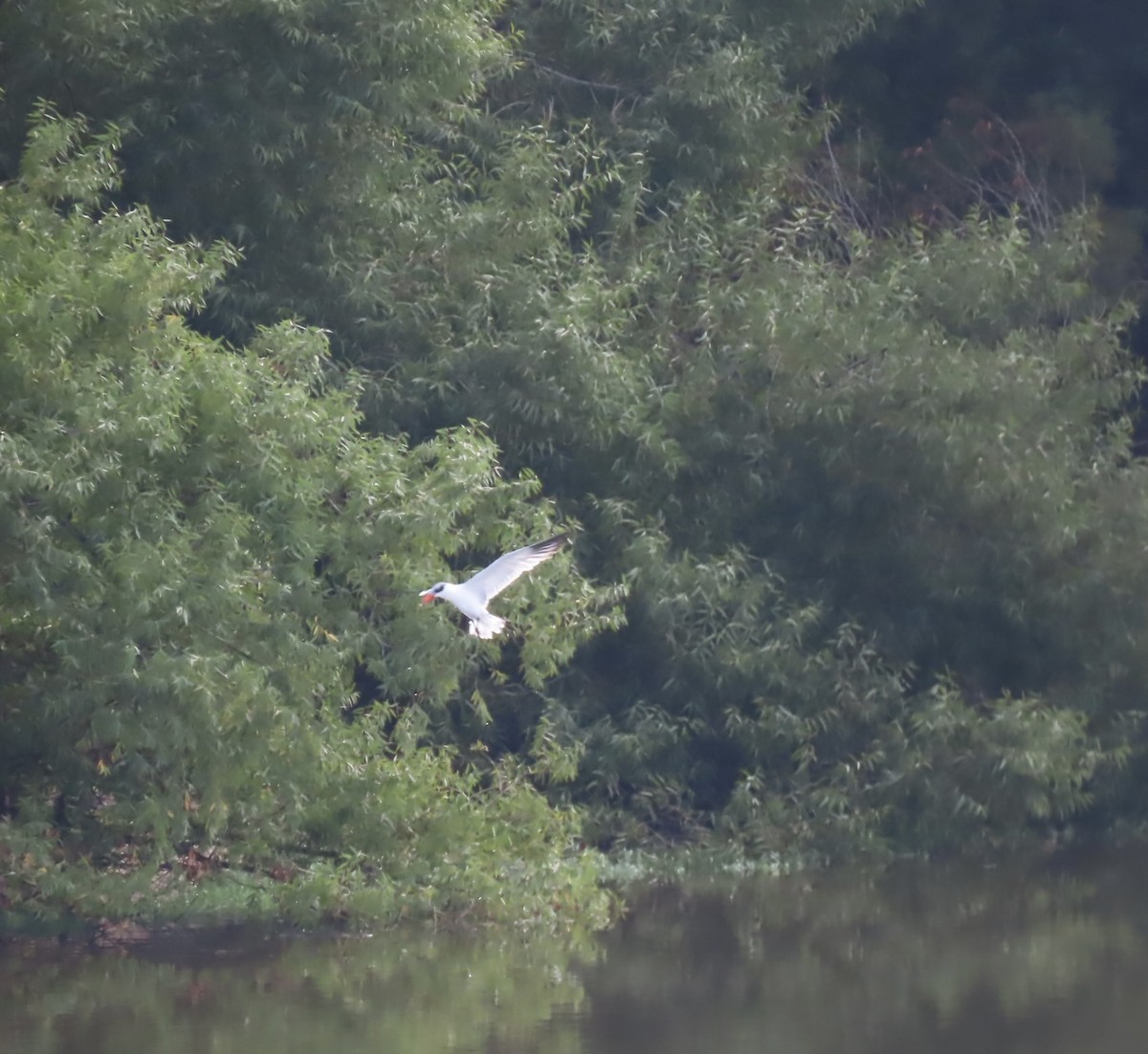 שחפית כספית - ML645433299