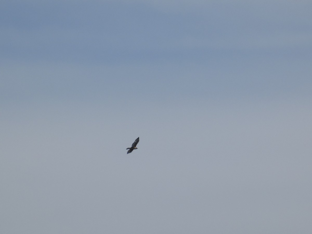 Ferruginous Hawk - ML645433300