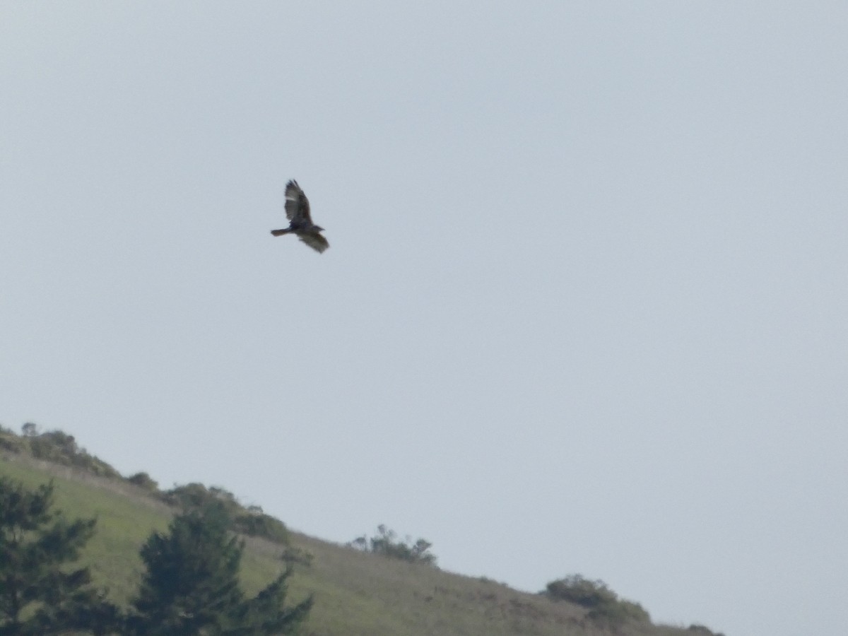 Ferruginous Hawk - ML645433301