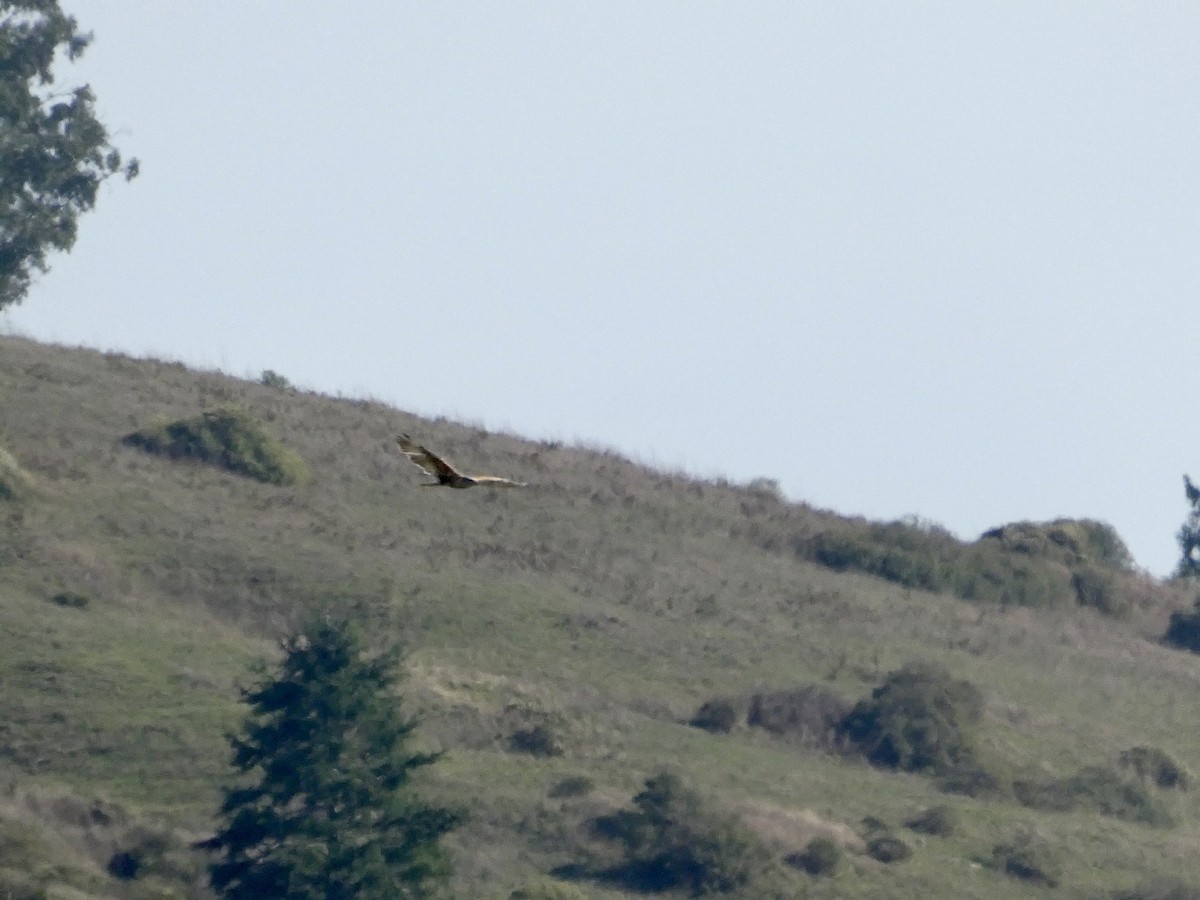 Ferruginous Hawk - ML645433302