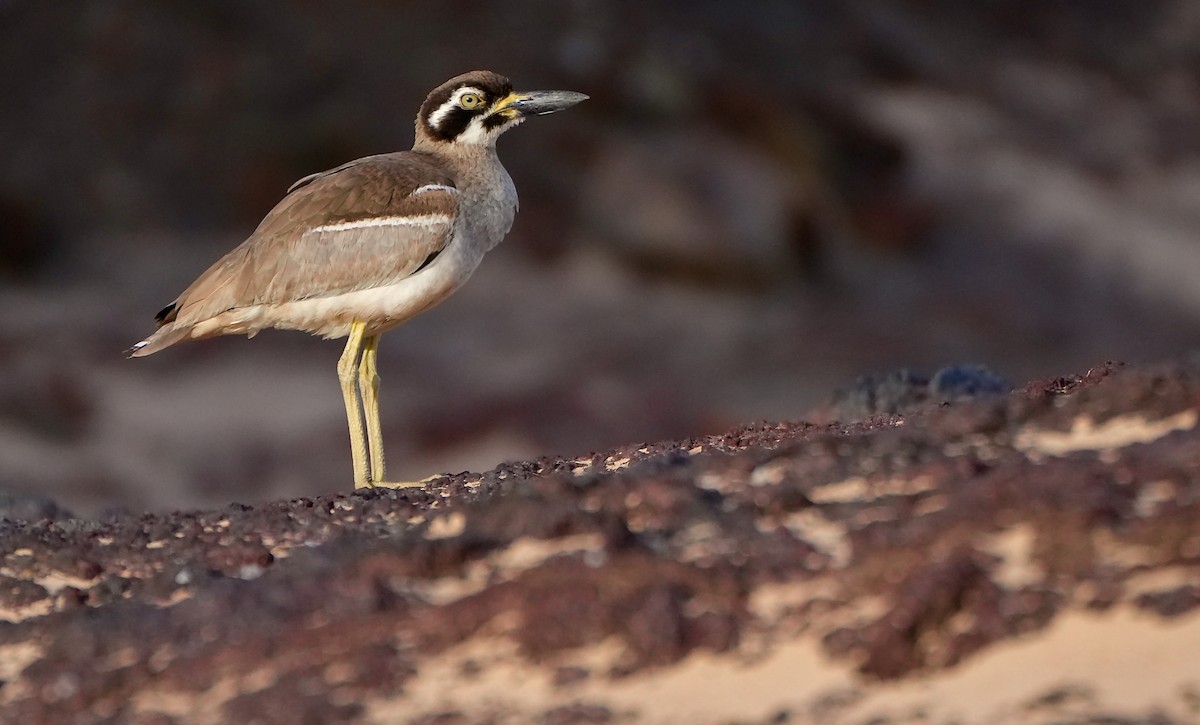 Beach Thick-knee - ML645433304