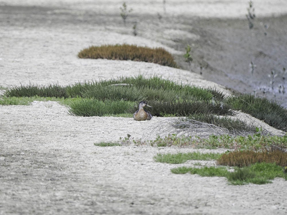 ברכיה - ML645433305