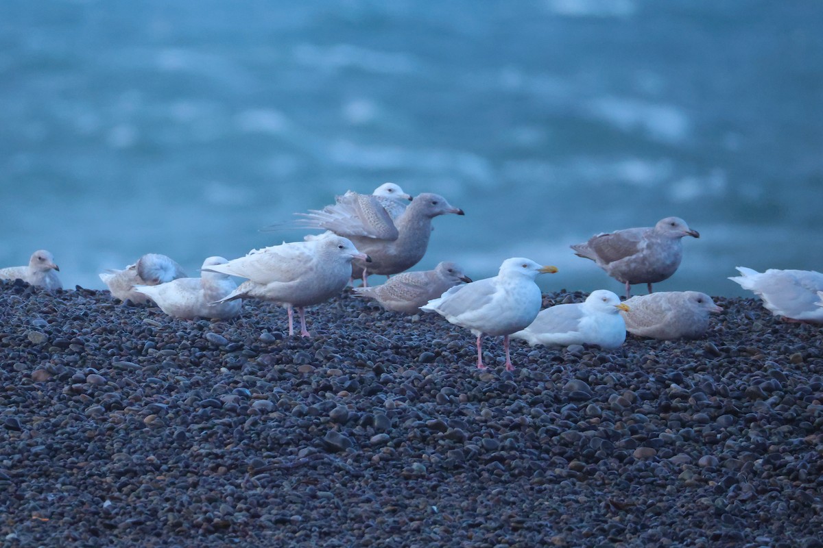 Бургомистр - ML645433306