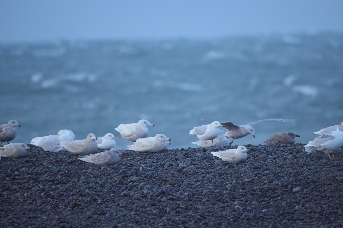 Бургомистр - ML645433307