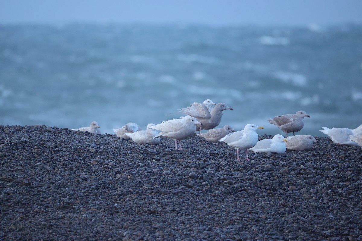 Бургомистр - ML645433308