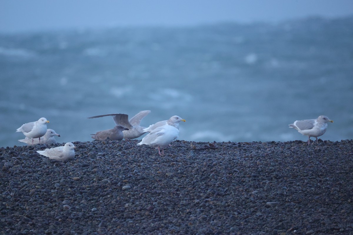 Бургомистр - ML645433309