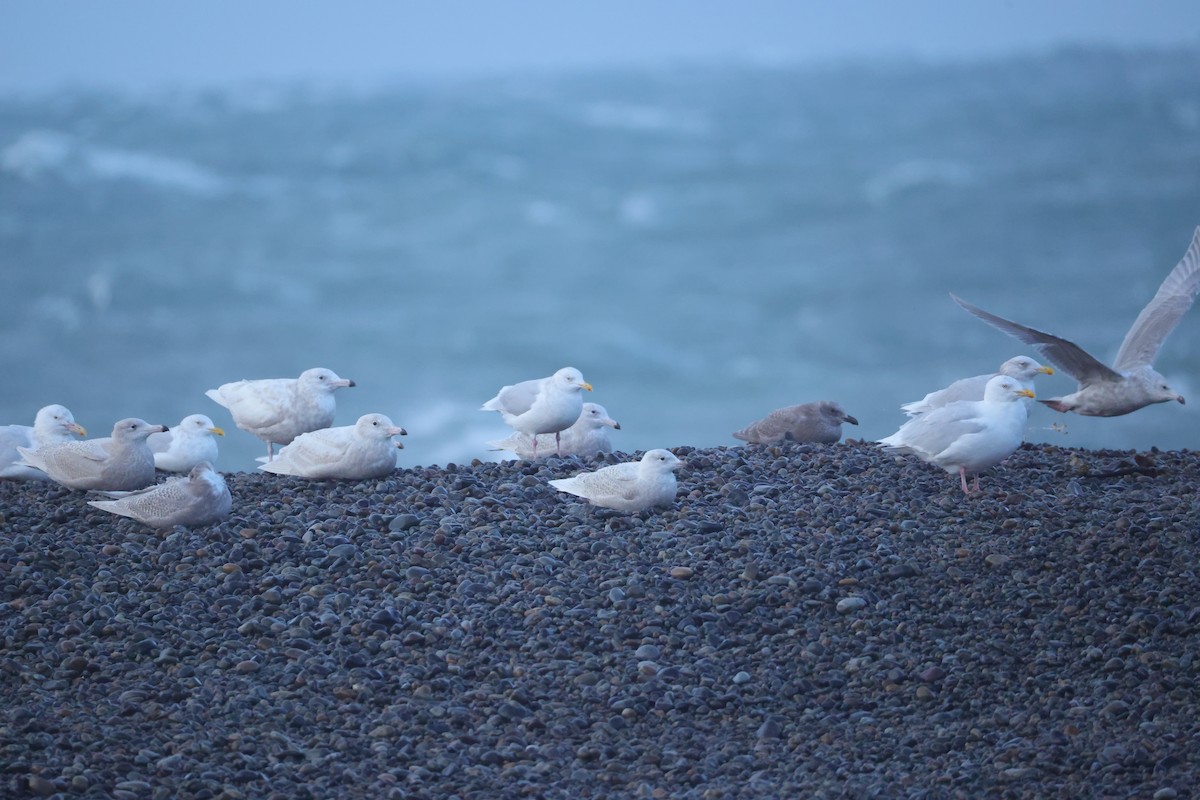 Бургомистр - ML645433310