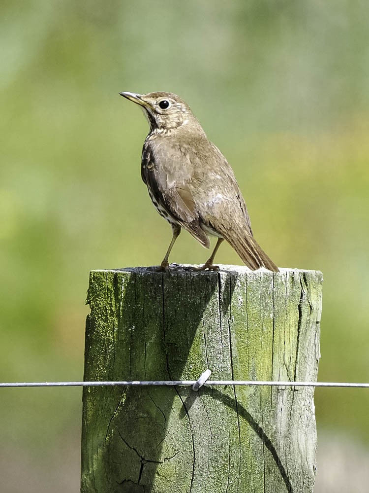 קיכלי רונן - ML645433311