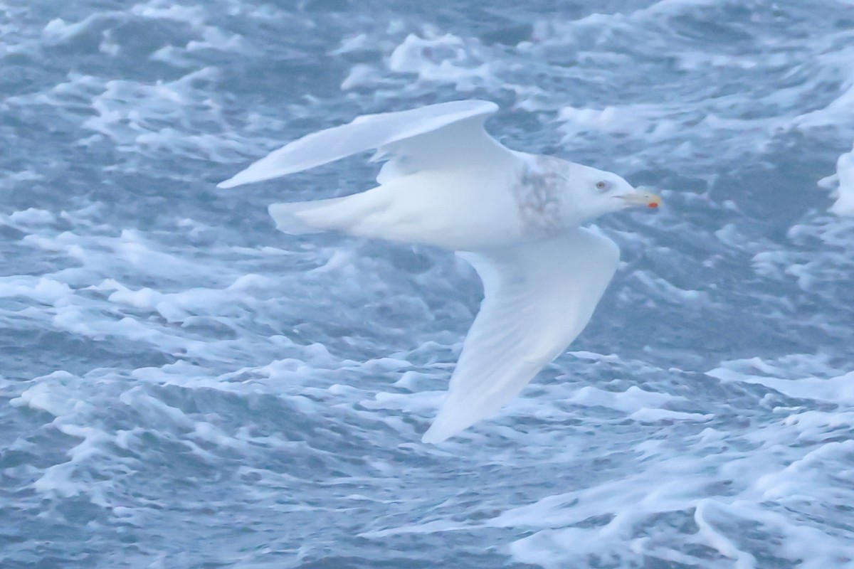 Бургомистр - ML645433312