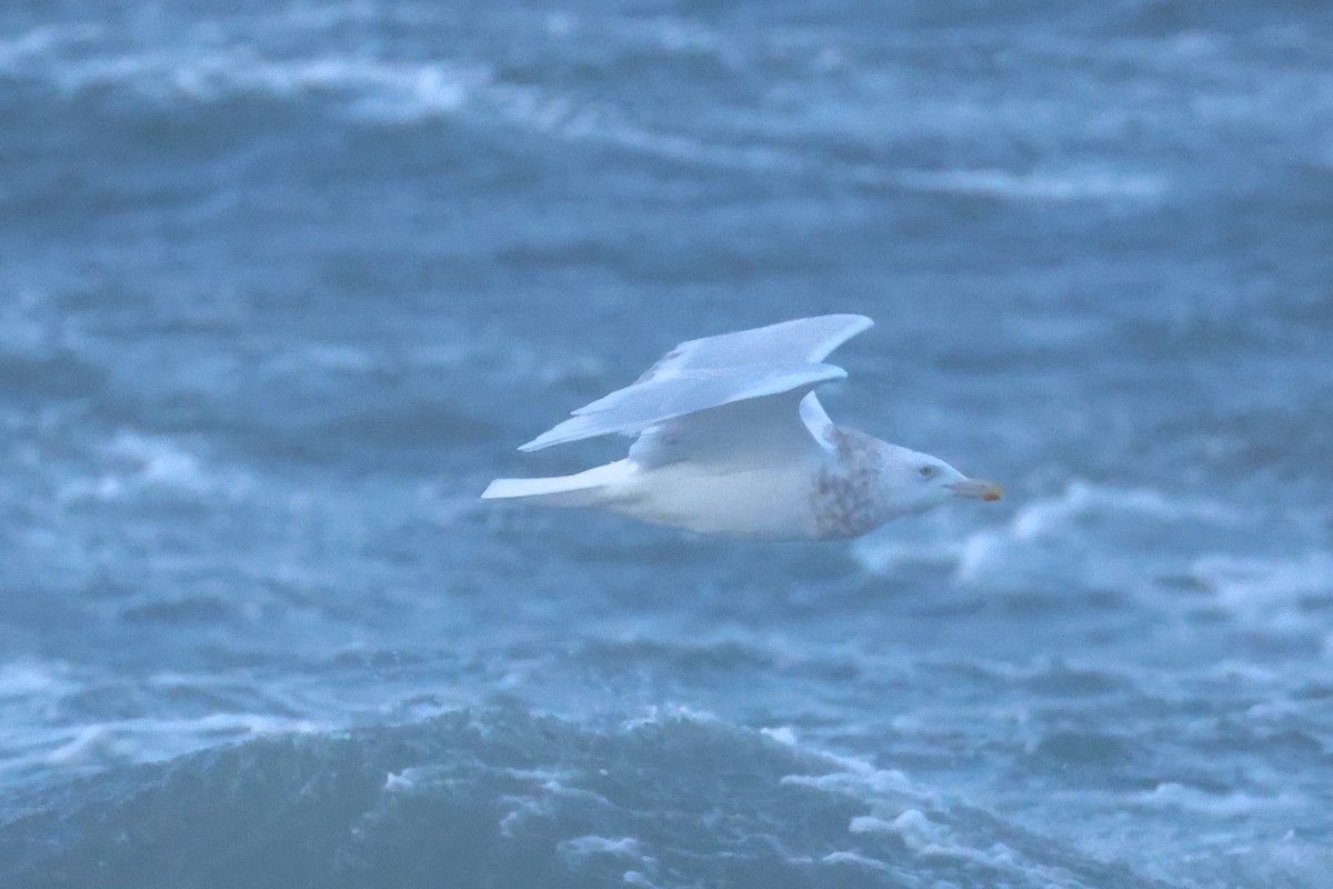 Бургомистр - ML645433313