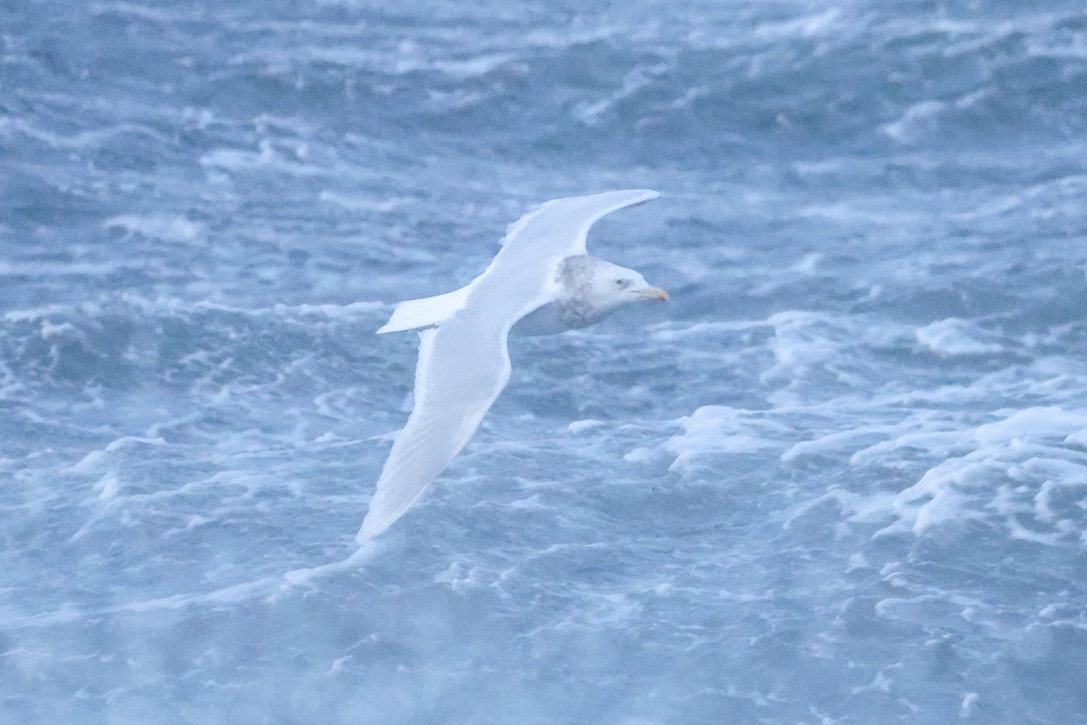 Бургомистр - ML645433314