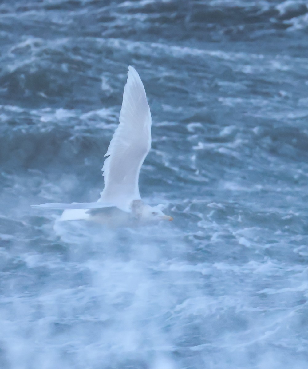 Бургомистр - ML645433315