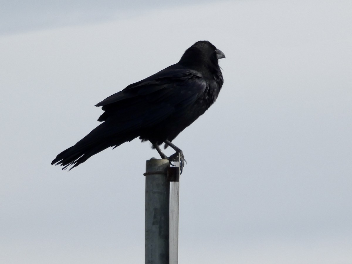 Common Raven - ML645433323