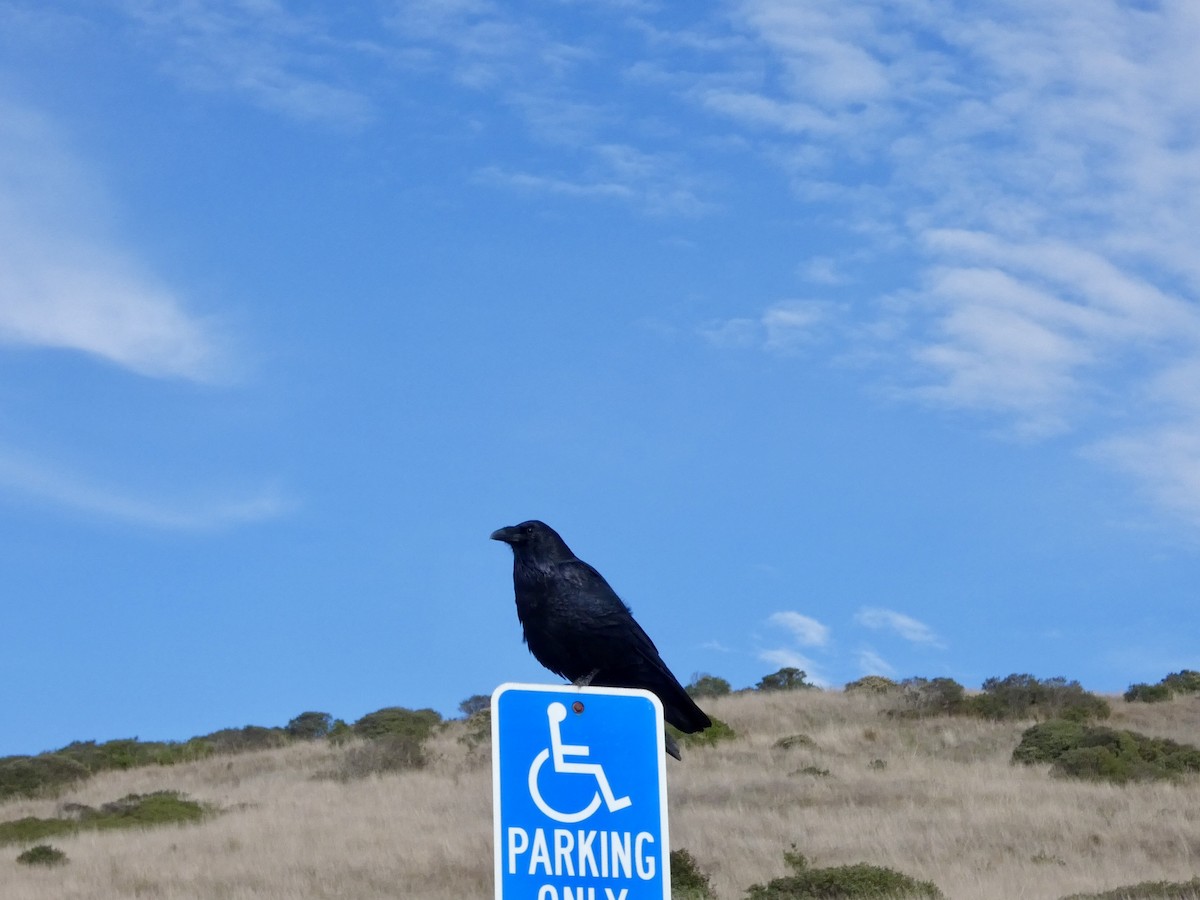 Common Raven - ML645433324