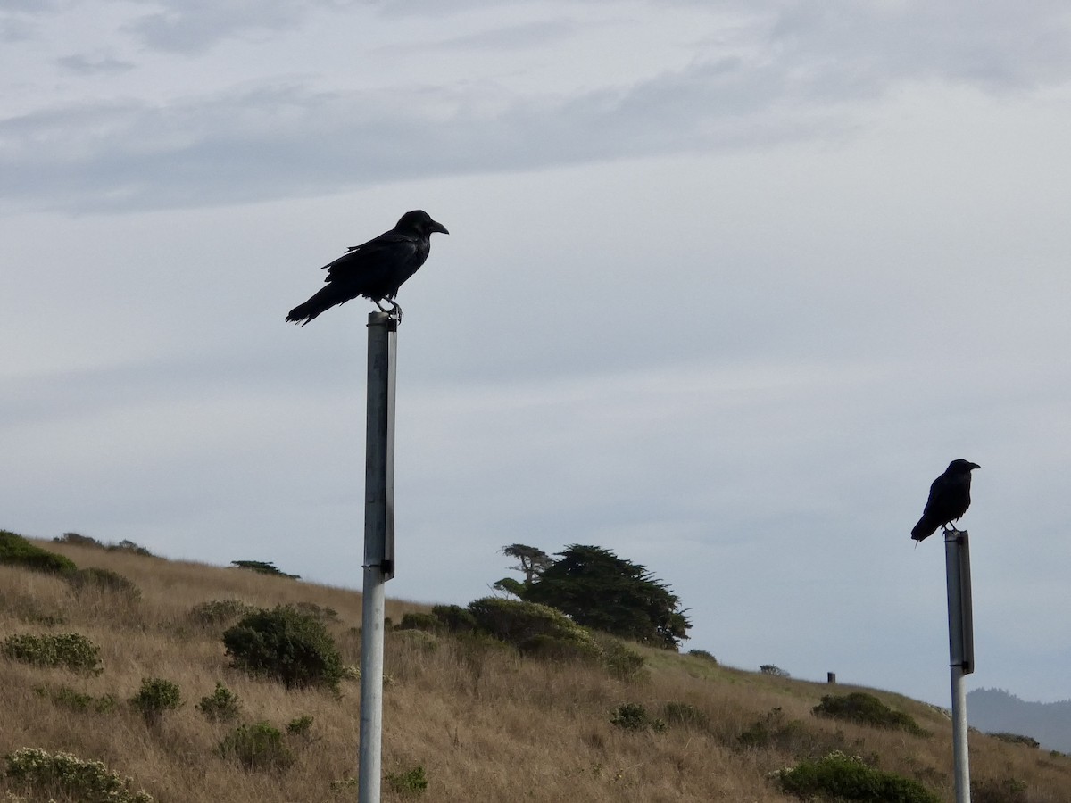 Common Raven - ML645433325