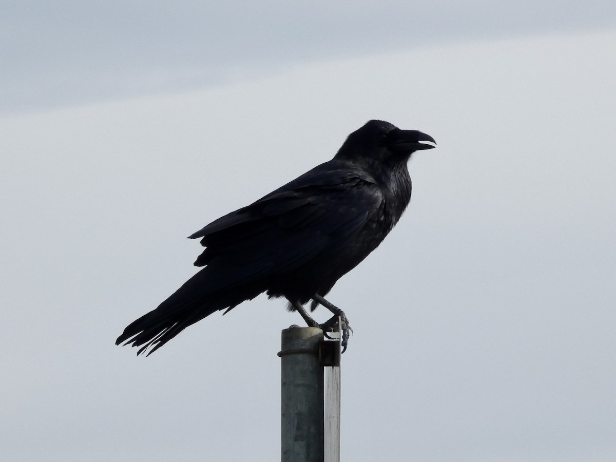 Common Raven - ML645433326