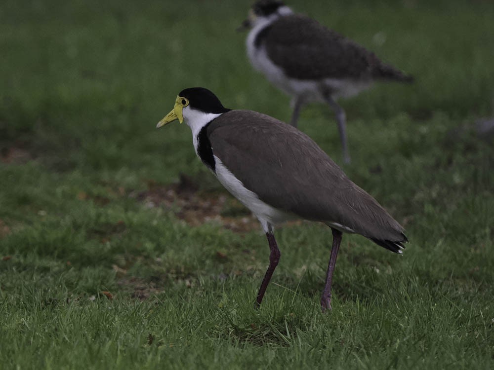 čejka australská - ML645433331