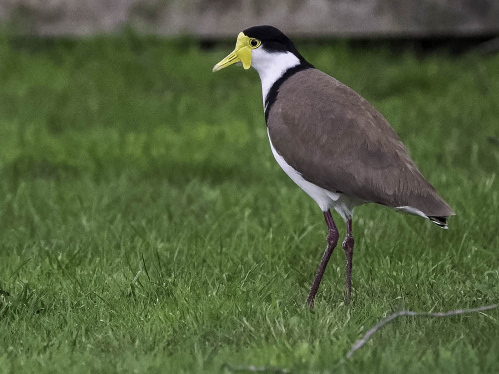 čejka australská - ML645433332