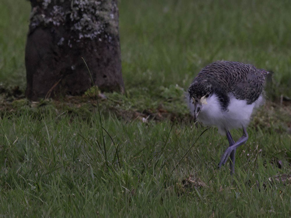 čejka australská - ML645433333