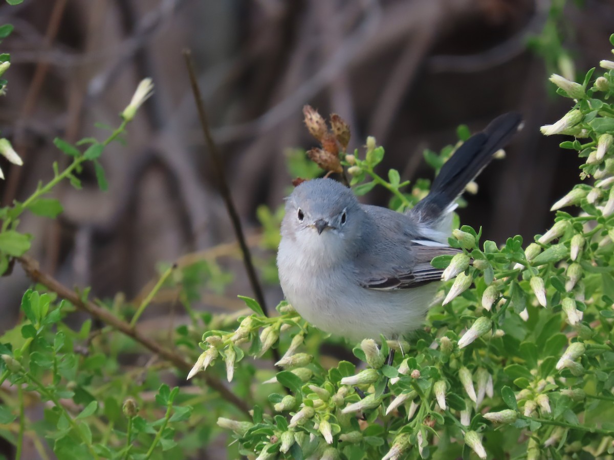 Blue-gray Gnatcatcher - ML645433337
