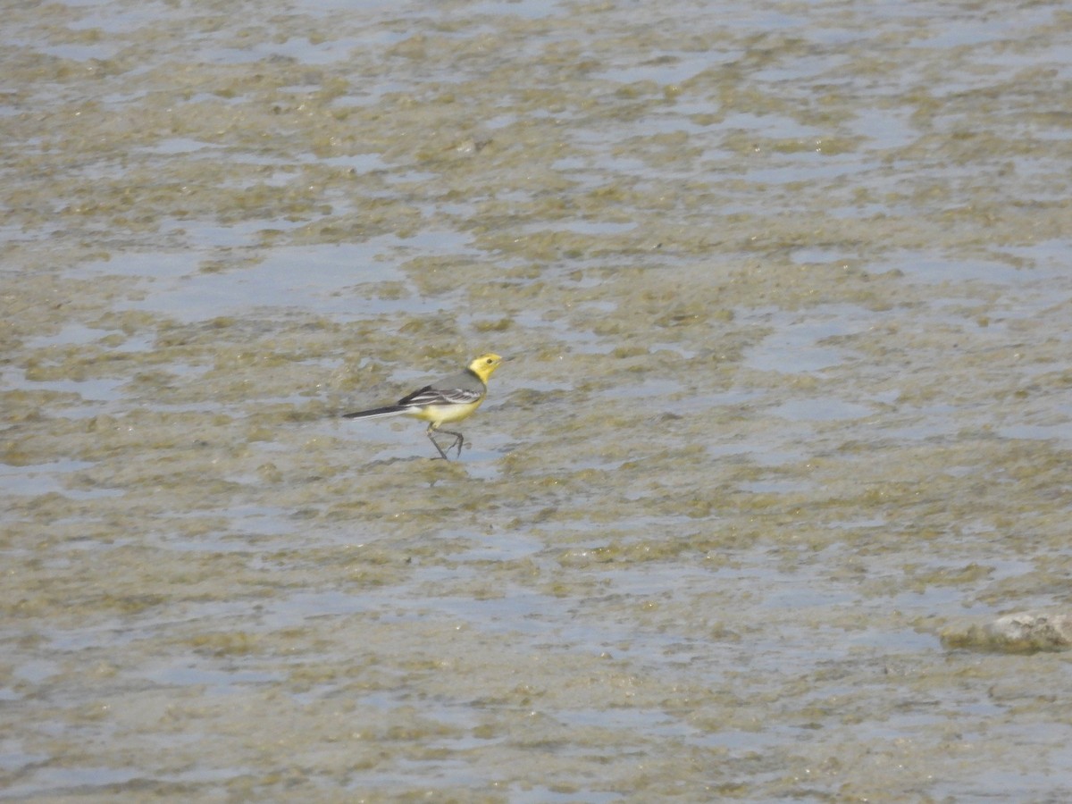 נחליאלי לימוני - ML645433340
