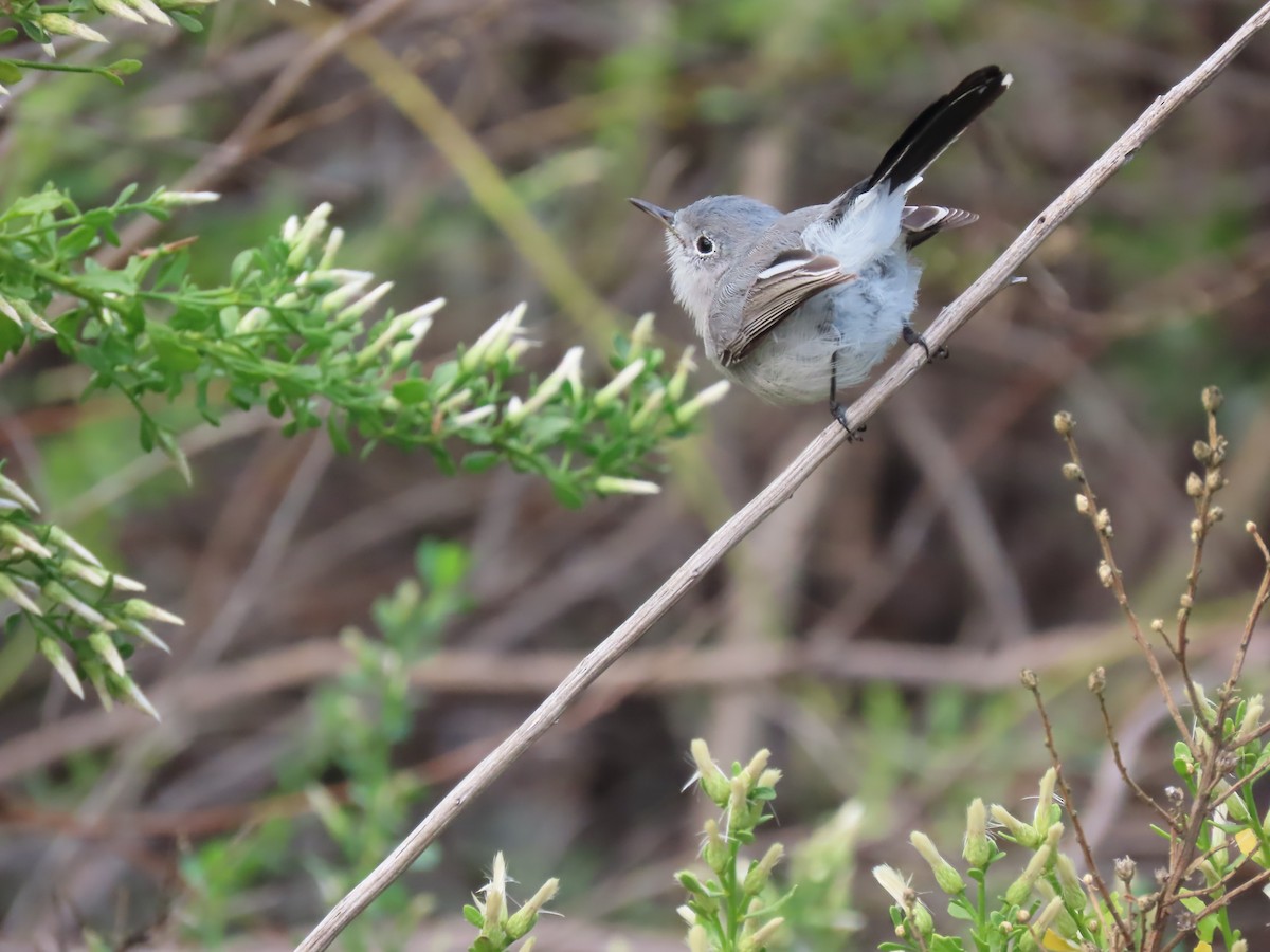 Blue-gray Gnatcatcher - ML645433342