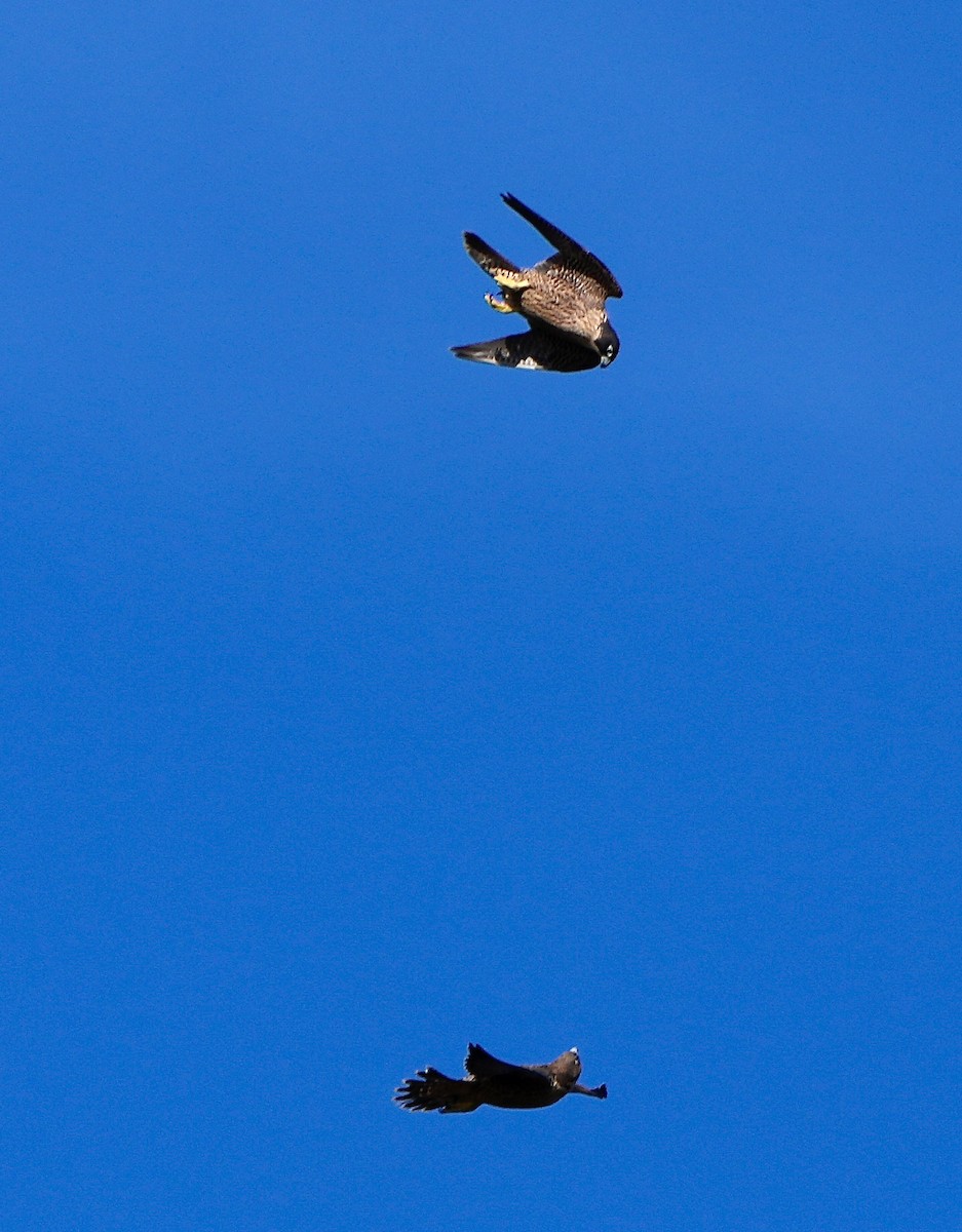 Peregrine Falcon - ML645433348