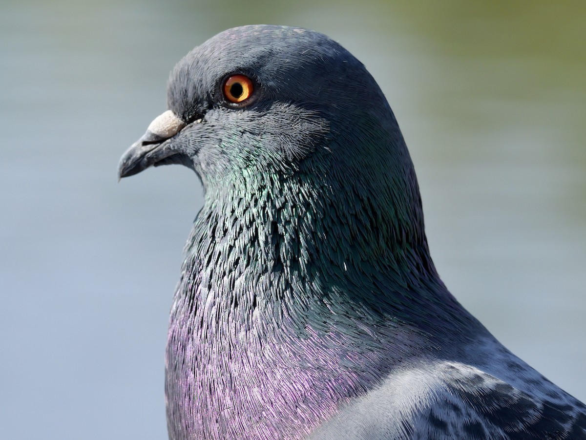 Haitz-usoa (etxekoa) - ML645433353