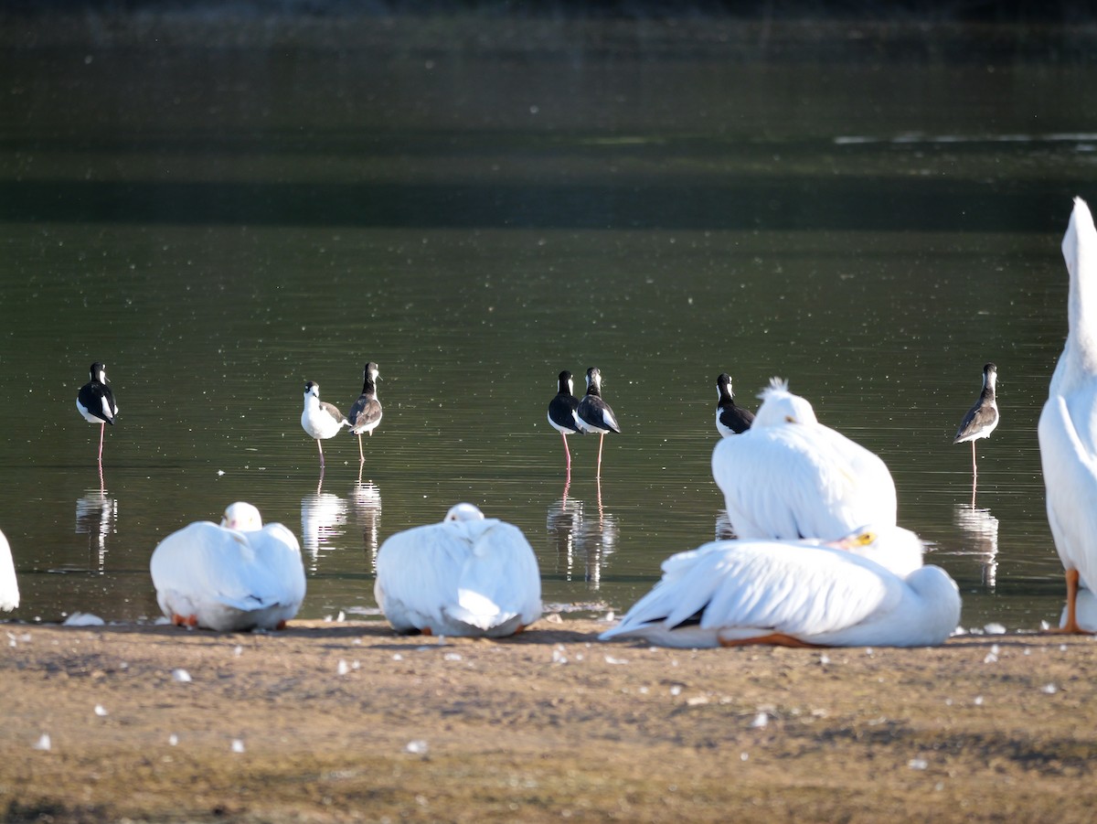 Échasse d'Amérique - ML645433361