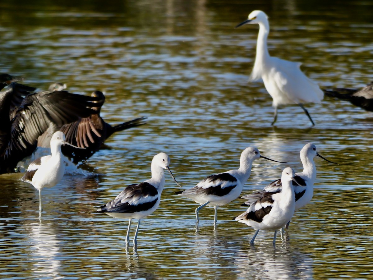 Avocette d'Amérique - ML645433369
