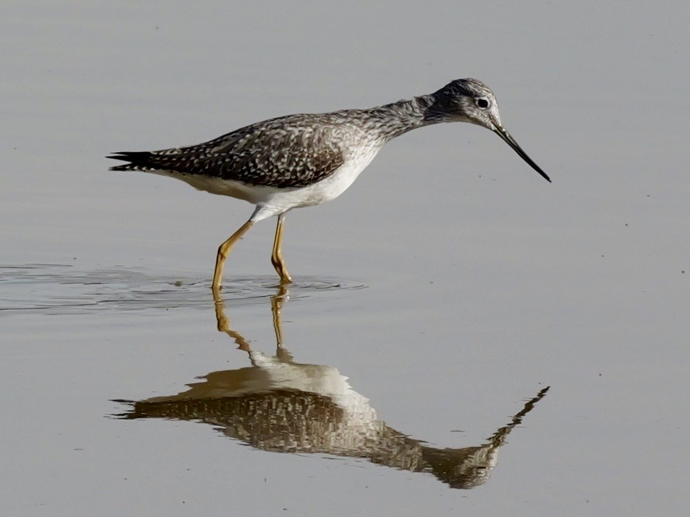 Grand Chevalier - ML645433378