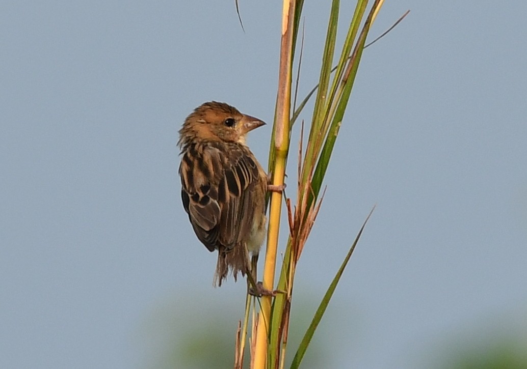 Ткачик великодзьобий - ML645433382