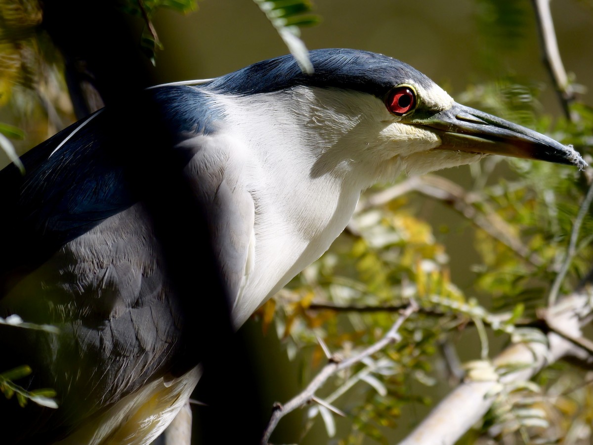 Bihoreau gris - ML645433383