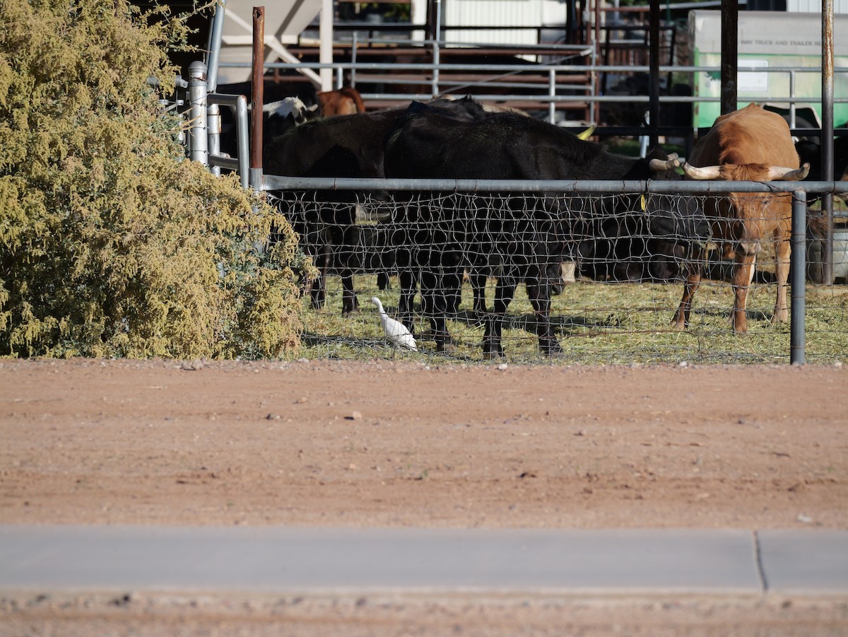 Héron garde-boeufs - ML645433390