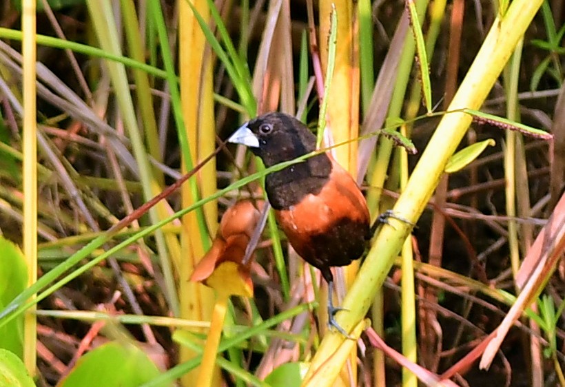 Chestnut Munia - ML645433393