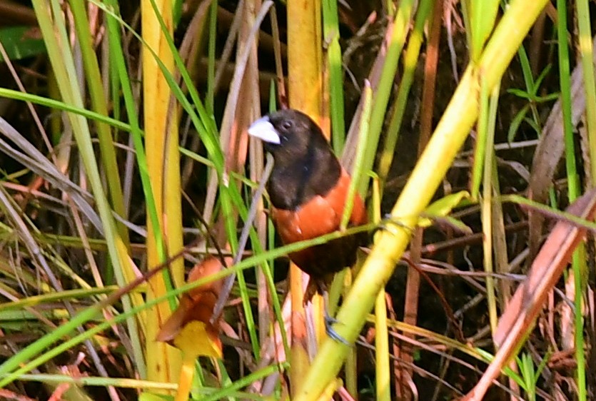 Chestnut Munia - ML645433394