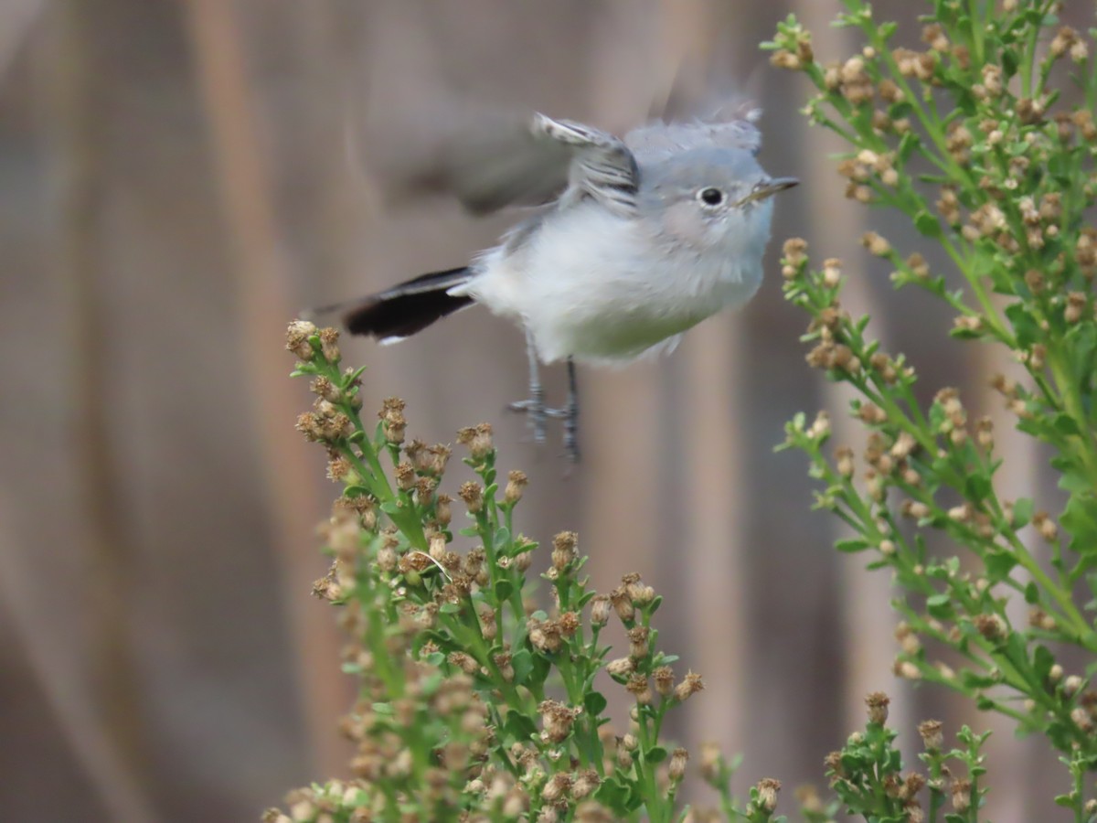 Blue-gray Gnatcatcher - ML645433397