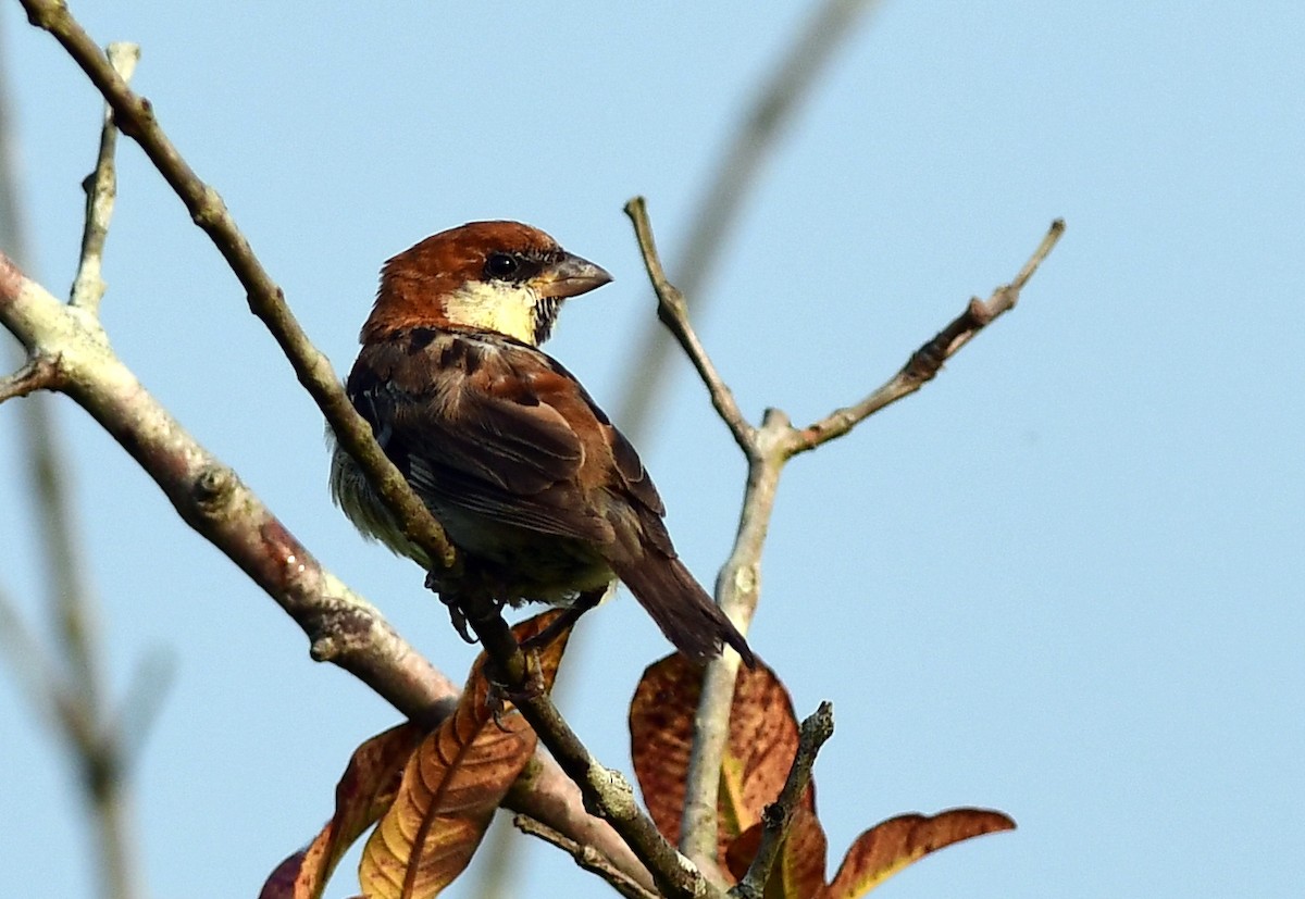 山麻雀 - ML645433399