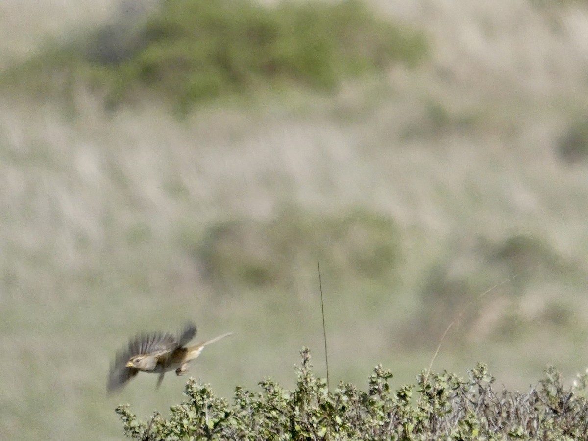 strnadec bělopásý - ML645433400