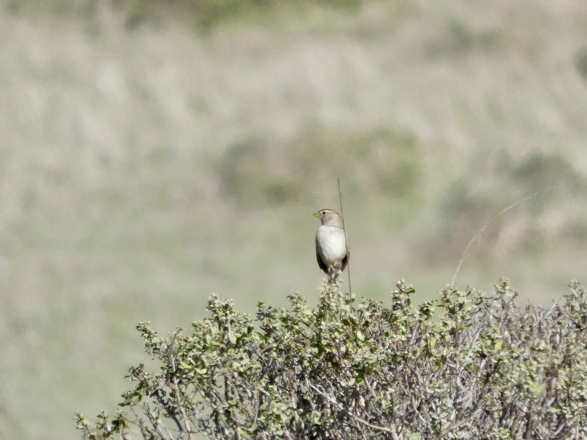 strnadec bělopásý - ML645433402