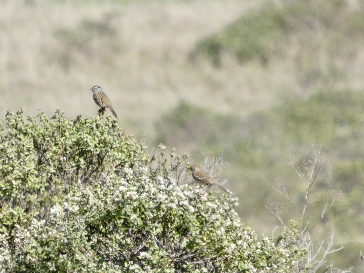 strnadec bělopásý - ML645433404