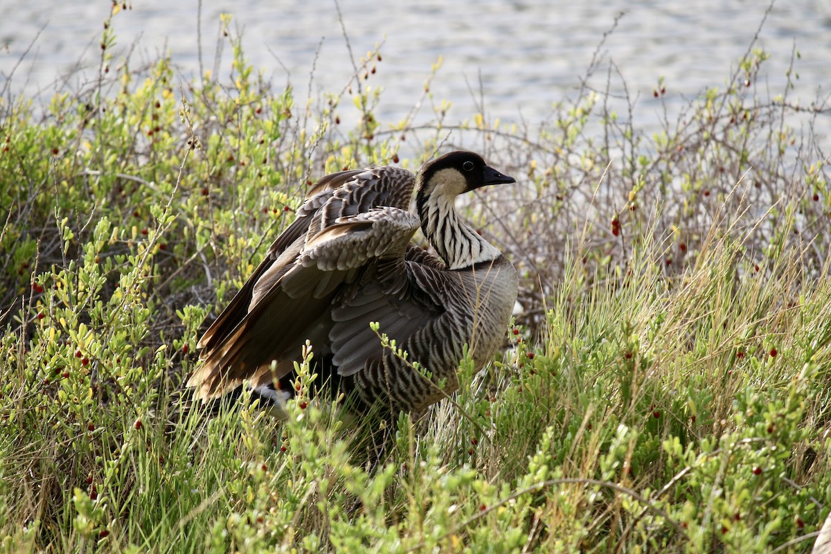 Hawaiian Goose - ML645433405