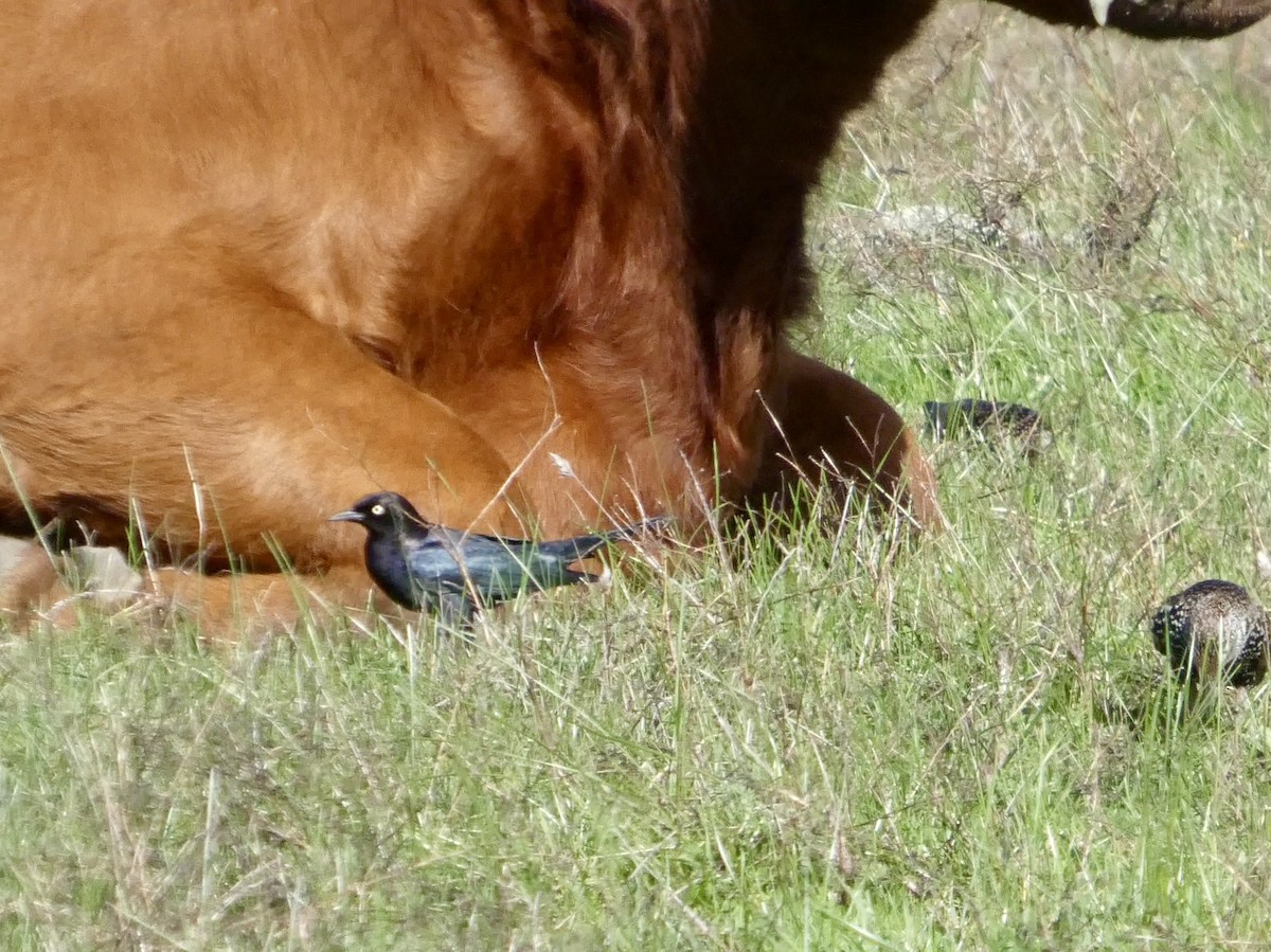 Brewer Karatavuğu - ML645433410