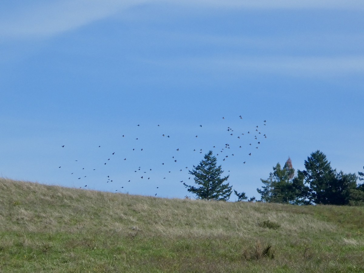 Brewer Karatavuğu - ML645433411